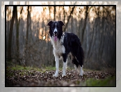 Ściółka, Drzewa, Border collie, Pies, Las