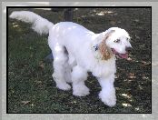 Clumber spaniel