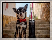 Coca-Cola, Pies, Chihuahua
