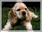 Cocker Spaniel, Leżący, Szczeniak