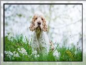 Cocker spaniel angielski, Kwiaty, Pies, Trawa