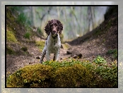 Cocker spaniel angielski, Rośliny, Pies, Skarpa