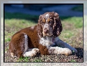 Cocker spaniel angielski, Pies, Szczeniak