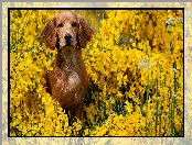 Kwiaty, Pies, Żółte