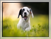 Cocker spaniel angielski, Tło, Szczeniak, Rozmyte