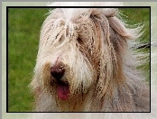 Bearded collie, Język