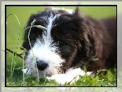 Bearded collie, Szczeniak