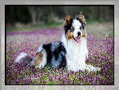 Border collie, Łąka