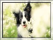 Łąka, Border Collie, Kwiaty