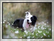 Łąka, Border collie, Zdyszany