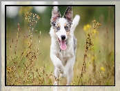 Border collie, Łąka