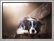 Border collie, Ławka