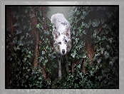 Border collie, Bluszcz