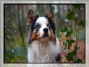 Border collie, Bluszcz