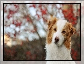 Collie, Bokeh, Border, Czerwony