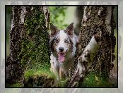 Border collie, Brzoza