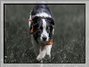 Border collie, Chustka