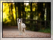 Border collie, Droga