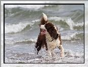 Border collie, Fale