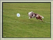 Border Collie, Frisbee