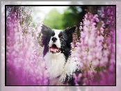 Border collie, Kwiaty