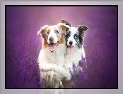 Border collie, Lavenda
