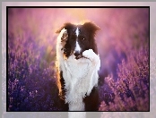 Border collie, Lawenda