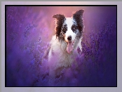 Border collie, Lawenda