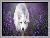 Border collie, Lawenda