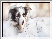 Border collie, Śnieg