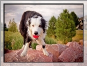 Collie, Piłeczką, Border, Z