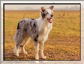Border collie, Pole