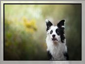 Border collie, Pyszczek