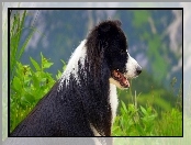 Border collie, Rośliny