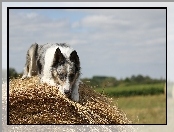 Border collie, Siano