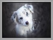 Border collie, Szczeniak