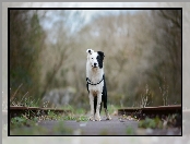 Border collie, Tory