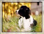 Border Collie, Trawa