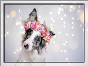 Border collie, Wianek