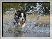 Border collie, Woda