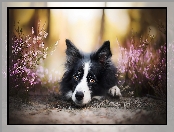 Border collie, Wrzosy