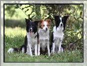 Border Collie, Zieleń