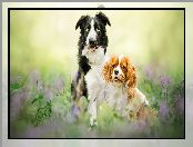 Dwa, Psy, Cavalier king charles spaniel, Border collie