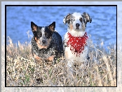 Australian cattle dog, Dwa, Trawa, Sucha, Psy, Border collie