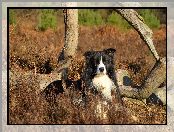 Łąka, Konary, Border collie, Rośliny