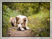 Ścieżka, Rośliny, Border collie, Trawa