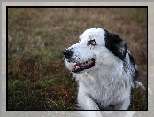 Łąka, Tło, Border collie, Rozmyte