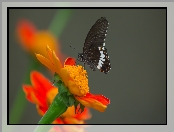 Tło, Papilio polytes romulus - Indian Common Mormon, Czarny, Kwiat, Popielate, Motyl, Pomarańczowy