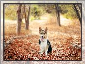 Corgi, Liście, Pies, Jesień