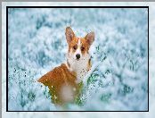 Welsh corgi pembroke, Trawa, Śnieg, Pies, Gałązki